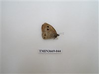 藏品(眼蝶科)的圖片